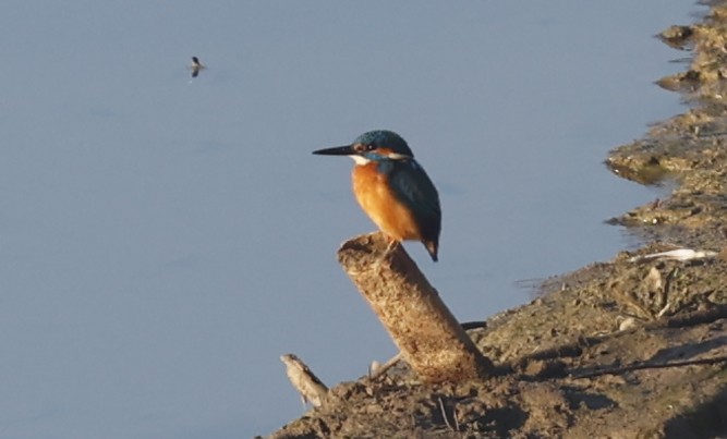 Common Kingfisher - ML612710215