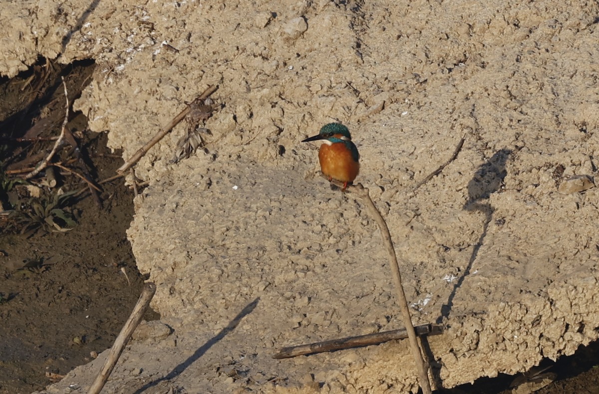 Common Kingfisher - ML612710217