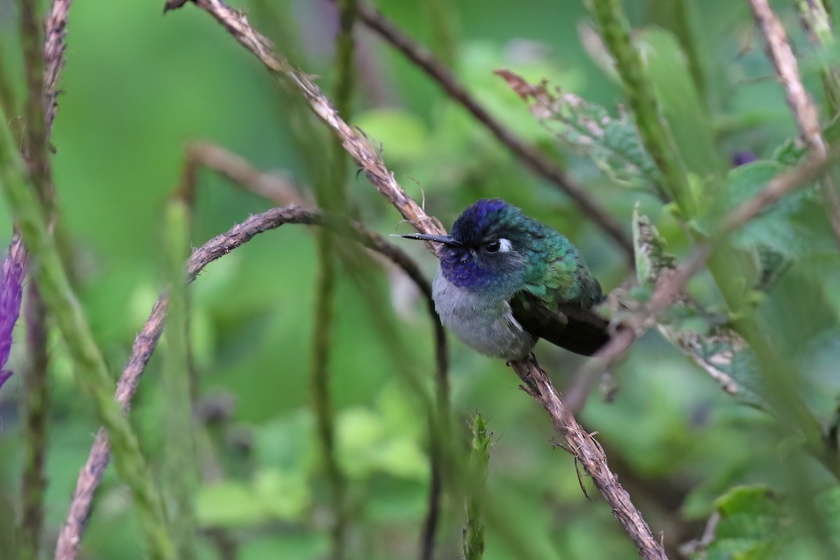 Violet-headed Hummingbird - ML612710280