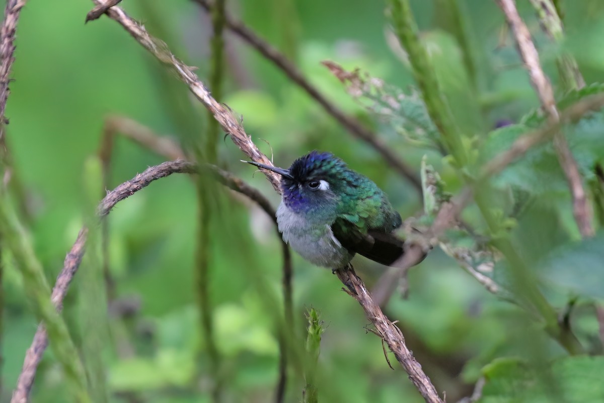 Violet-headed Hummingbird - ML612710282