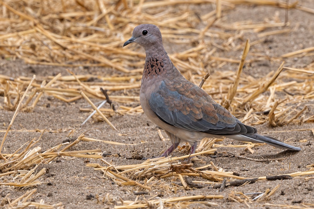 Laughing Dove - ML612710288