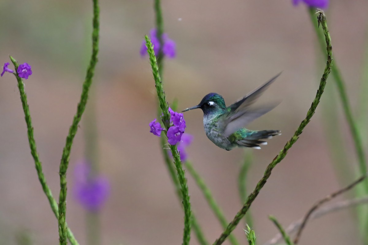 Violettkopfkolibri - ML612710293