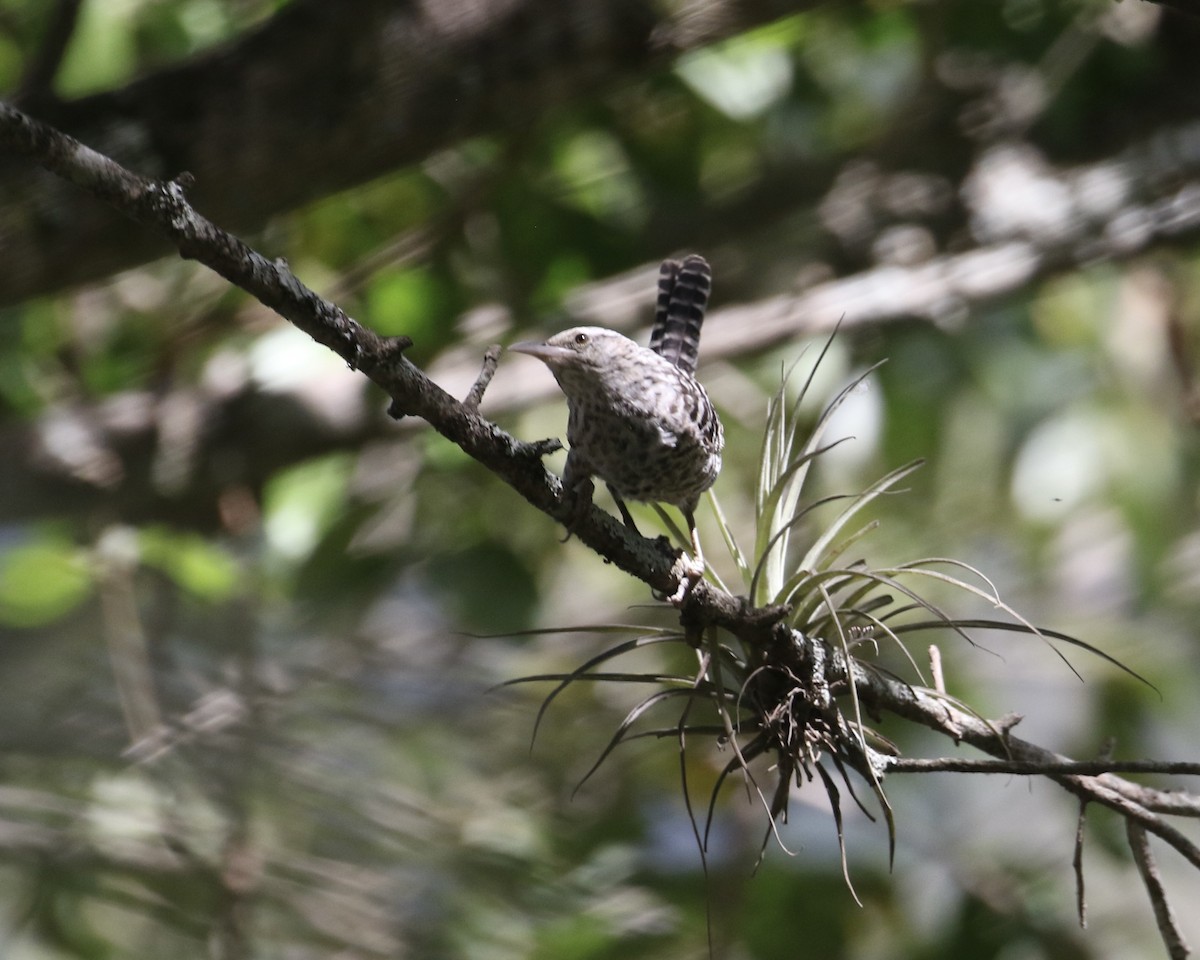 Fasciated Wren - ML612710315