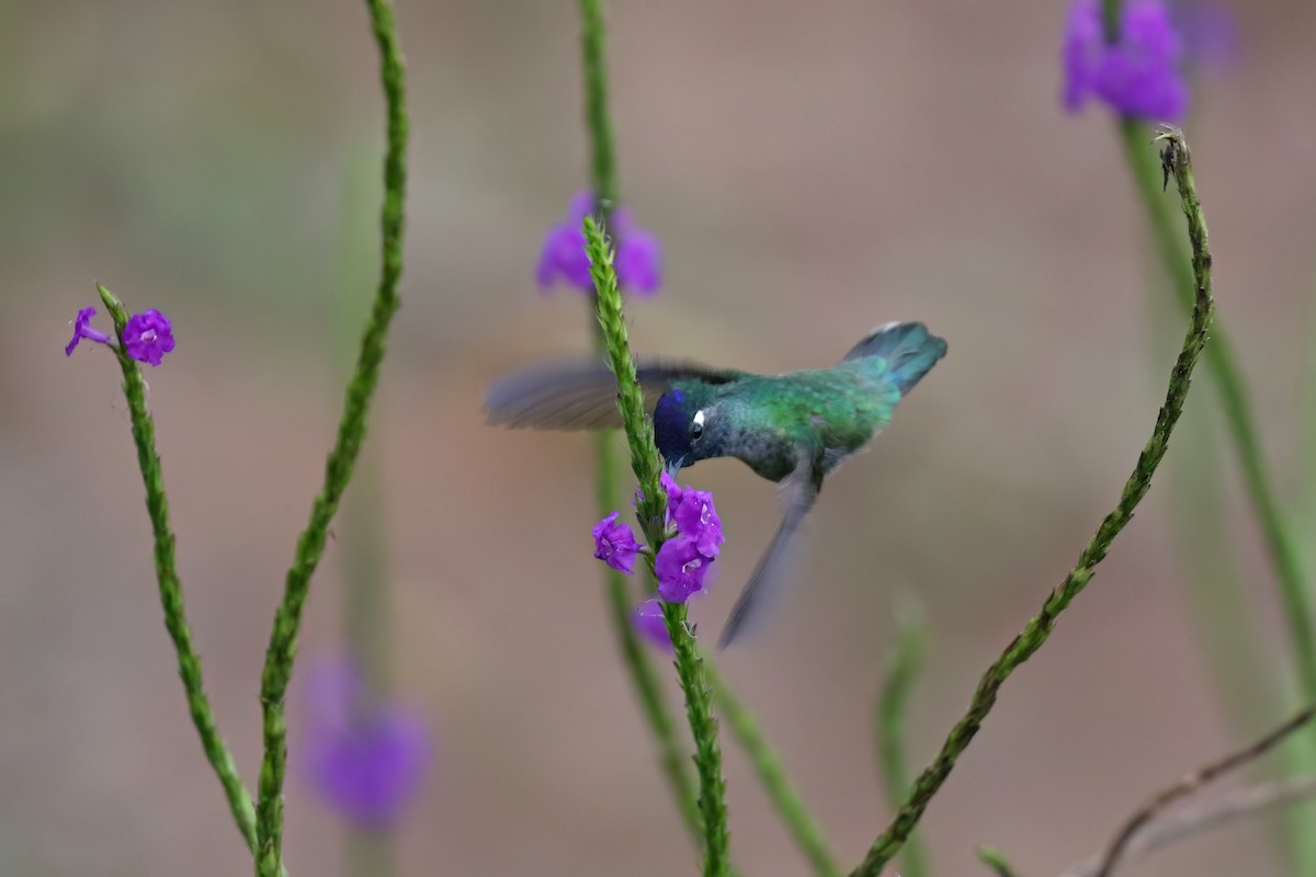 Violettkopfkolibri - ML612710333