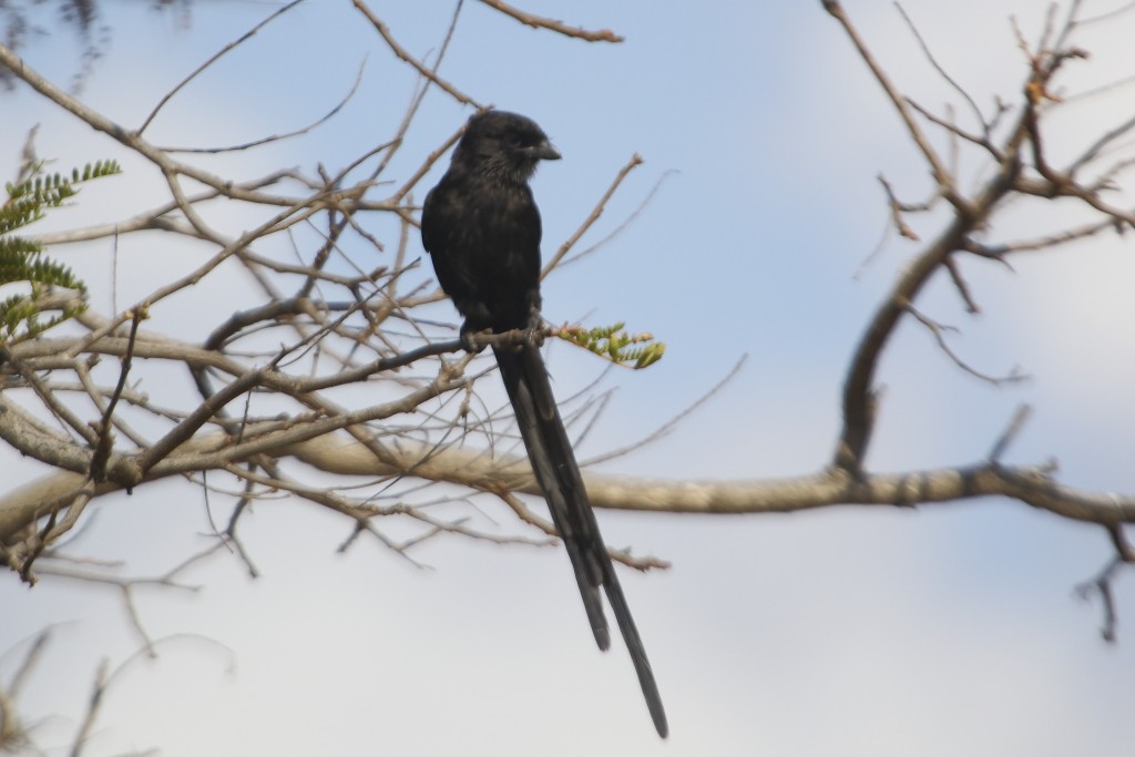 Magpie Shrike - Jose Antonio Lama