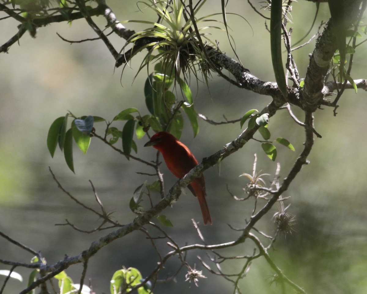 Hepatic Tanager - ML612710384