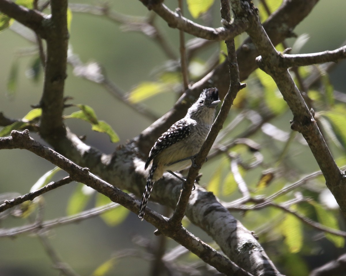 Fasciated Wren - ML612710489