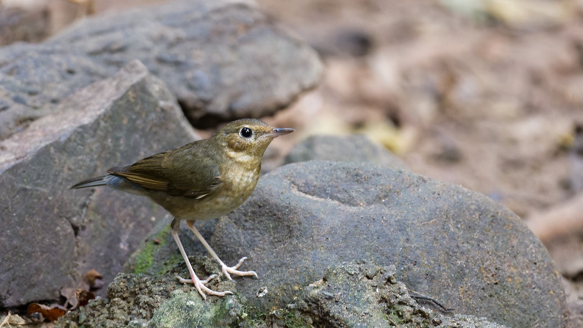 Siberian Blue Robin - ML612710529