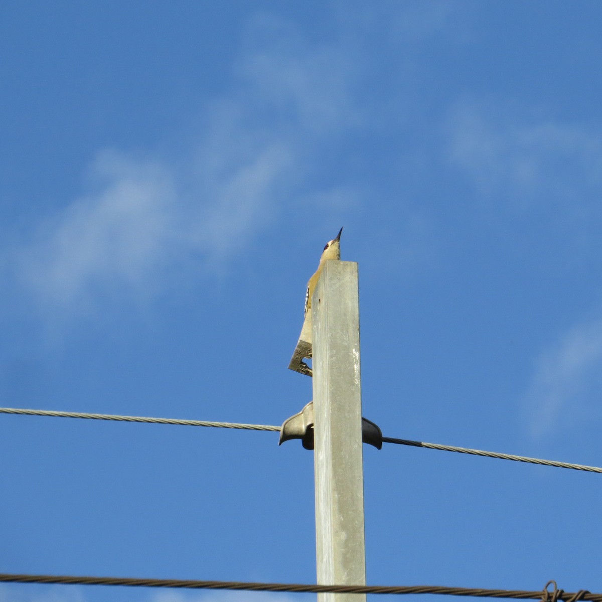 West Indian Woodpecker - ML612710562