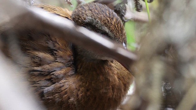 Rascón Weka - ML612710594