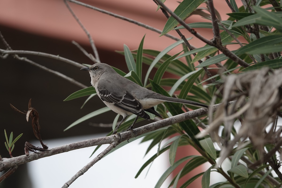 Northern Mockingbird - ML612710606