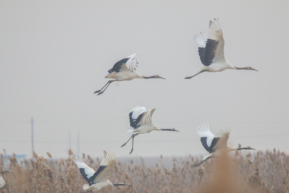 Red-crowned Crane - ML612710626