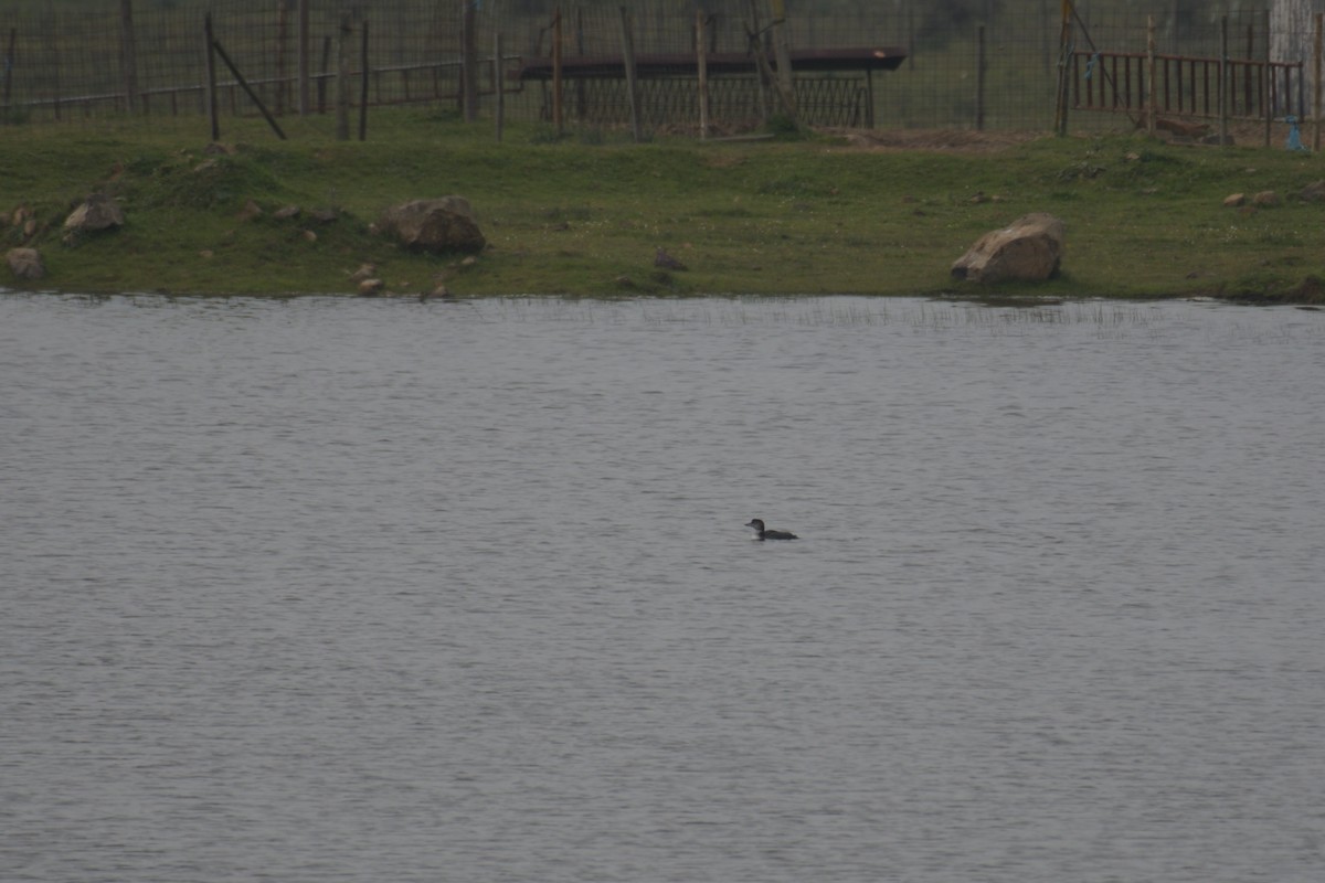 Common Loon - ML612710681