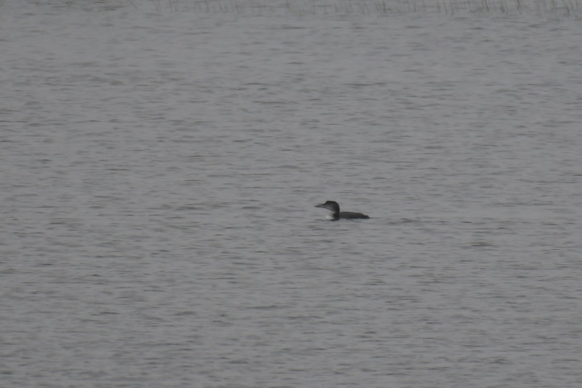 Common Loon - ML612710682