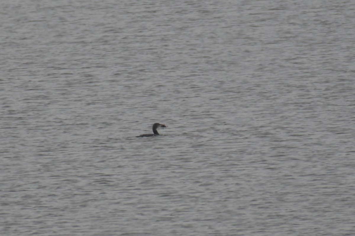 Common Loon - ML612710683