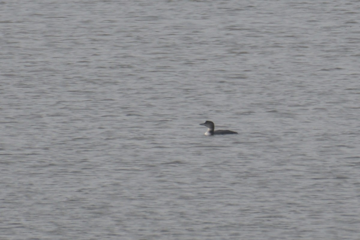 Common Loon - ML612710684