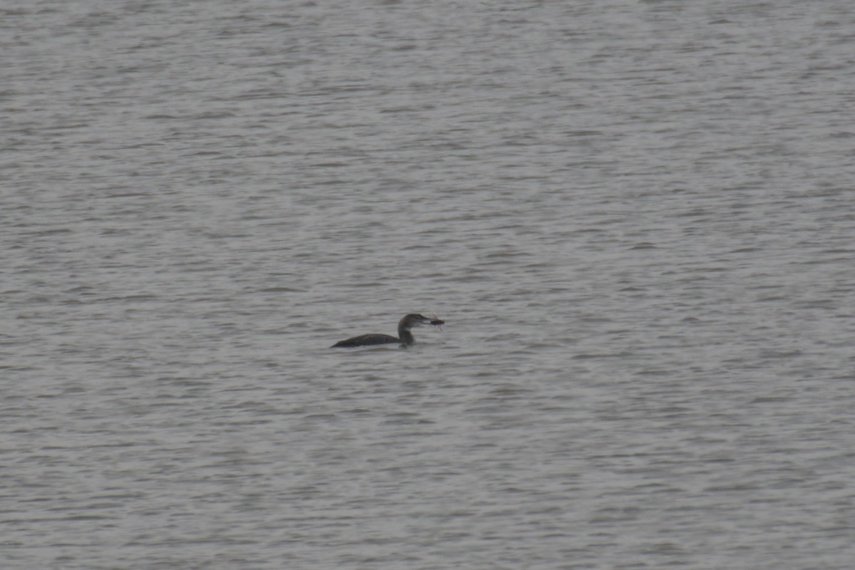 Common Loon - ML612710685