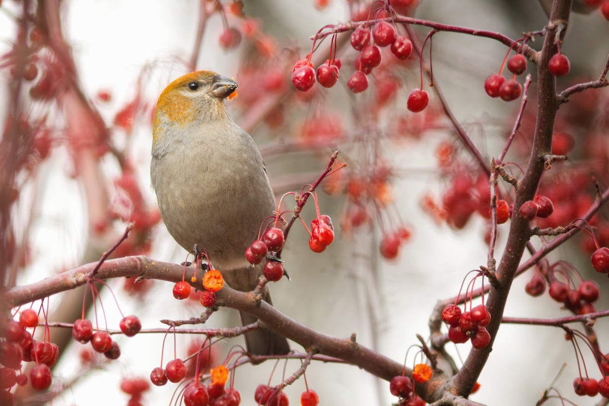 Pine Grosbeak - Linda Petersen