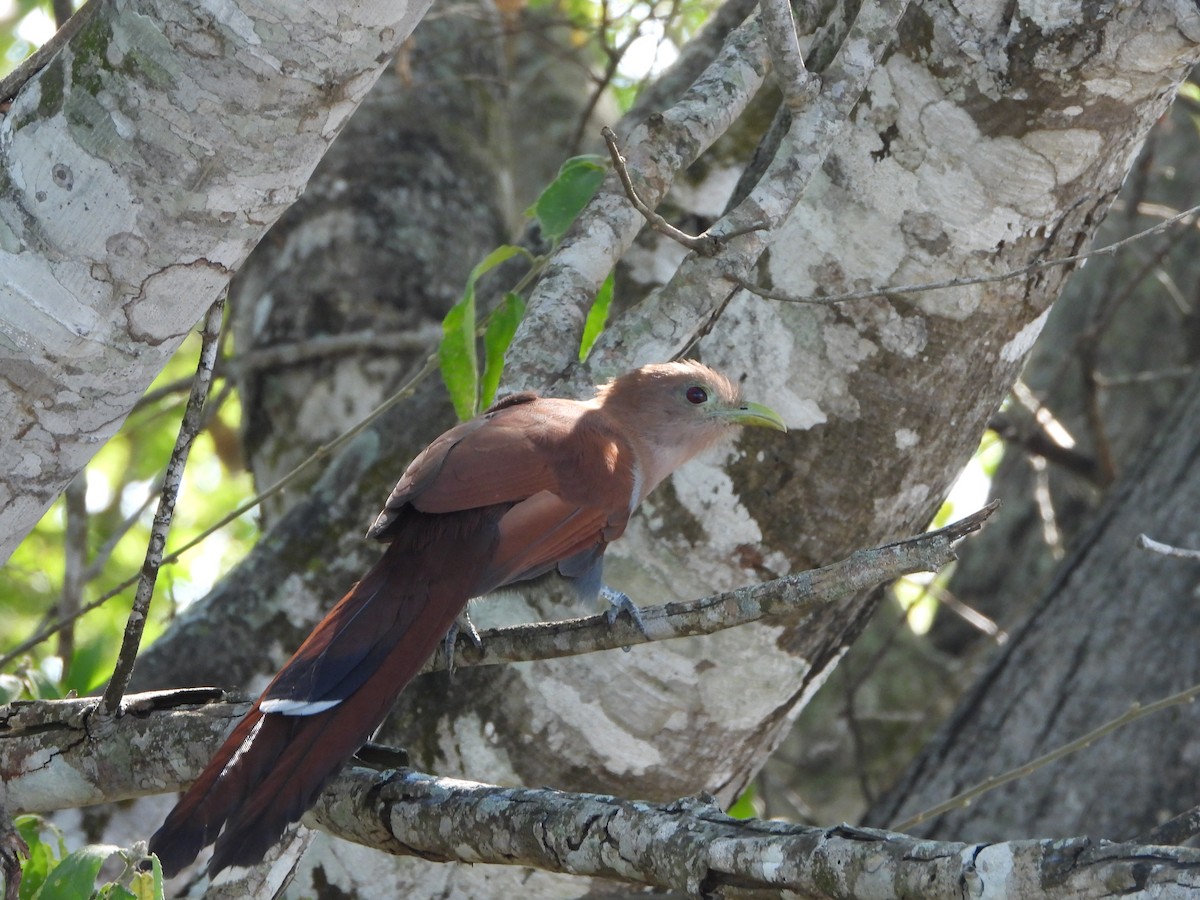 Squirrel Cuckoo - ML612710744