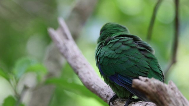 Malherbe's Parakeet - ML612710757