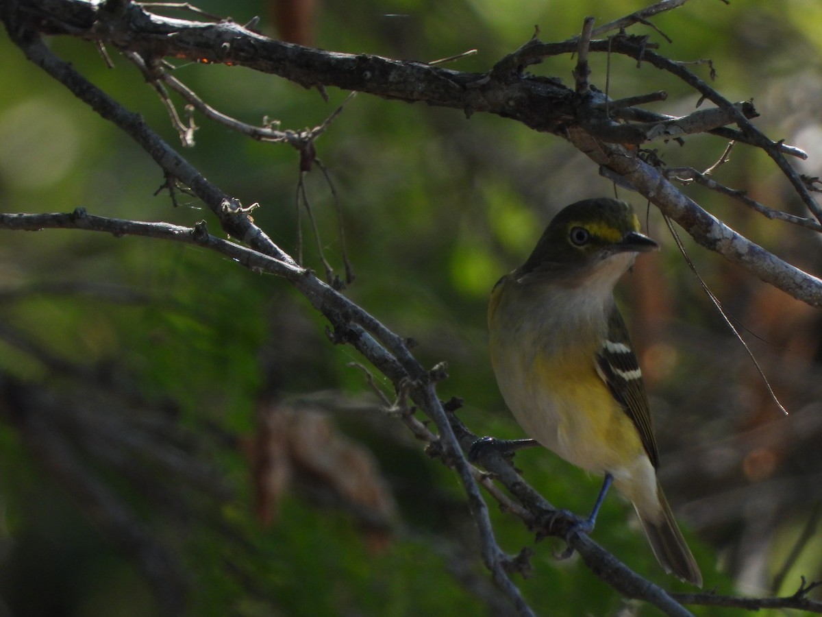 Vireo Ojiblanco - ML612710790