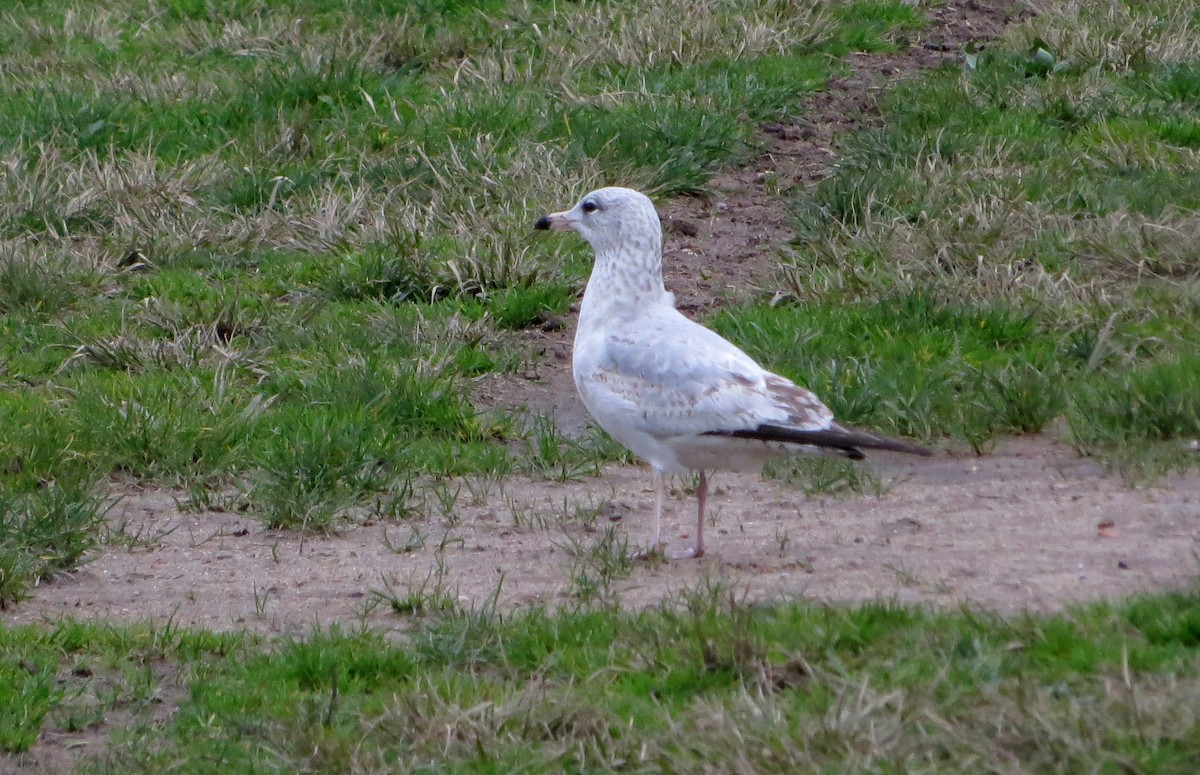 Gaviota de Delaware - ML612710809