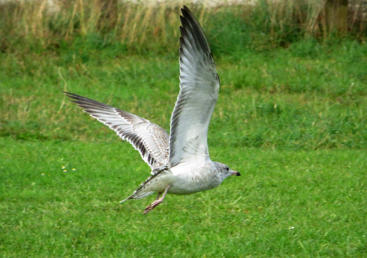 Gaviota de Delaware - ML612710812