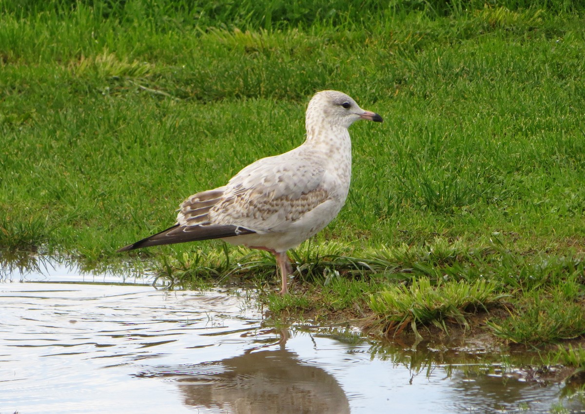 Gaviota de Delaware - ML612710813