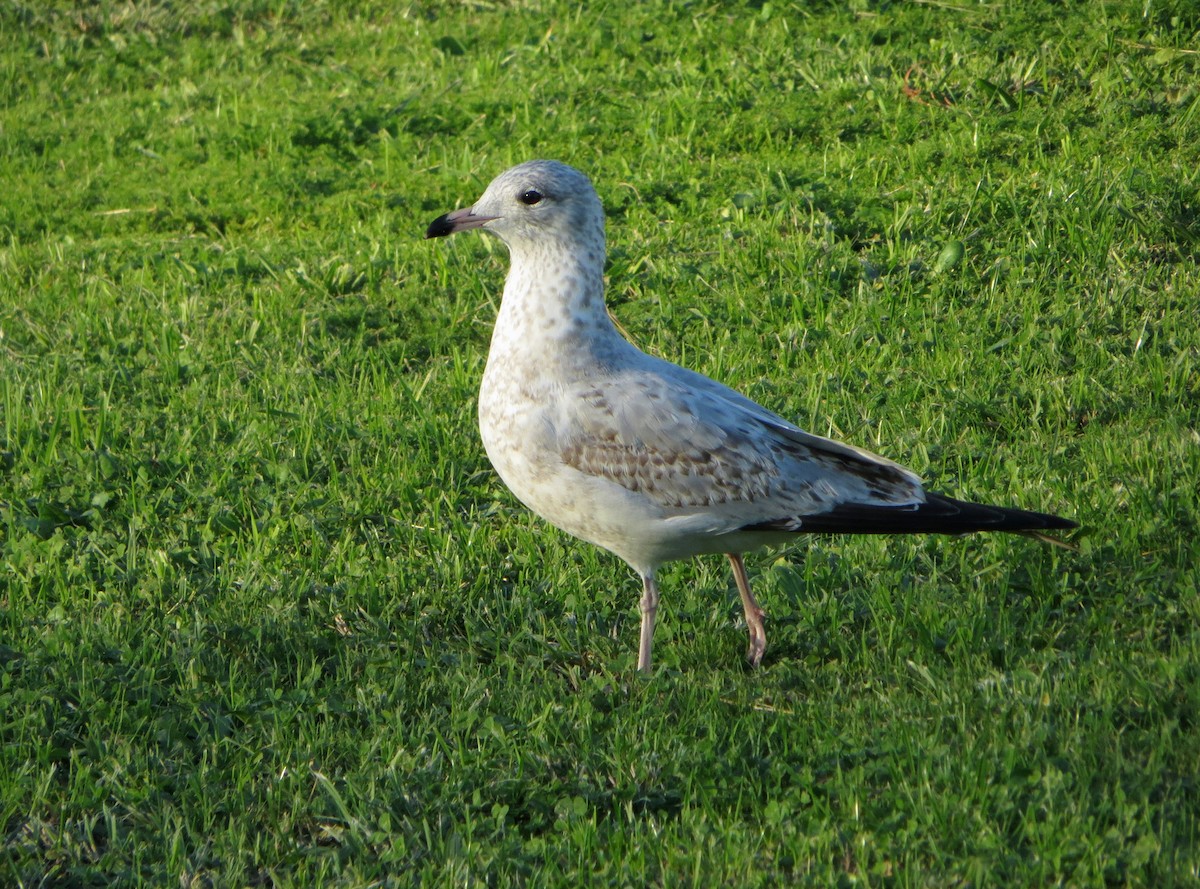 Gaviota de Delaware - ML612710815