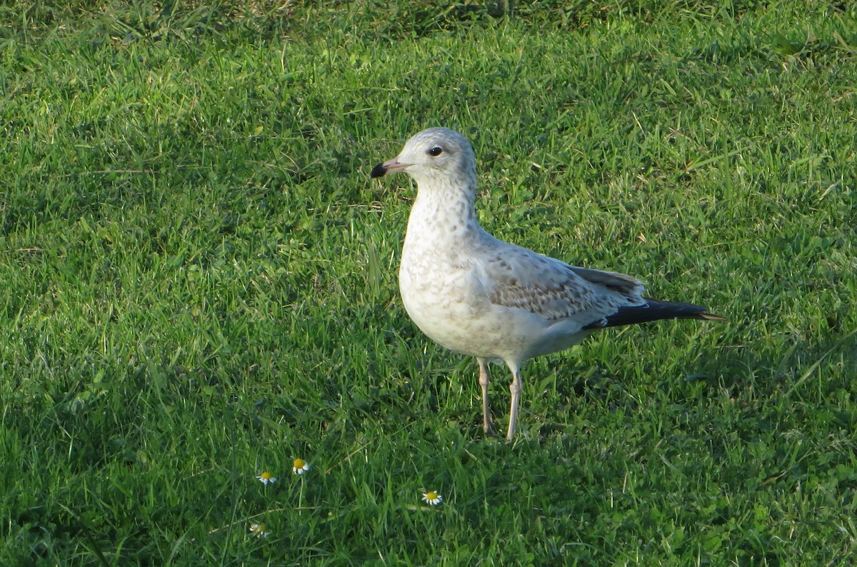 Gaviota de Delaware - ML612710816