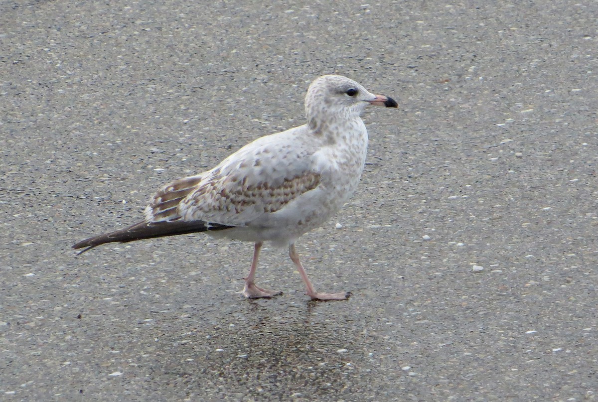 Gaviota de Delaware - ML612710817