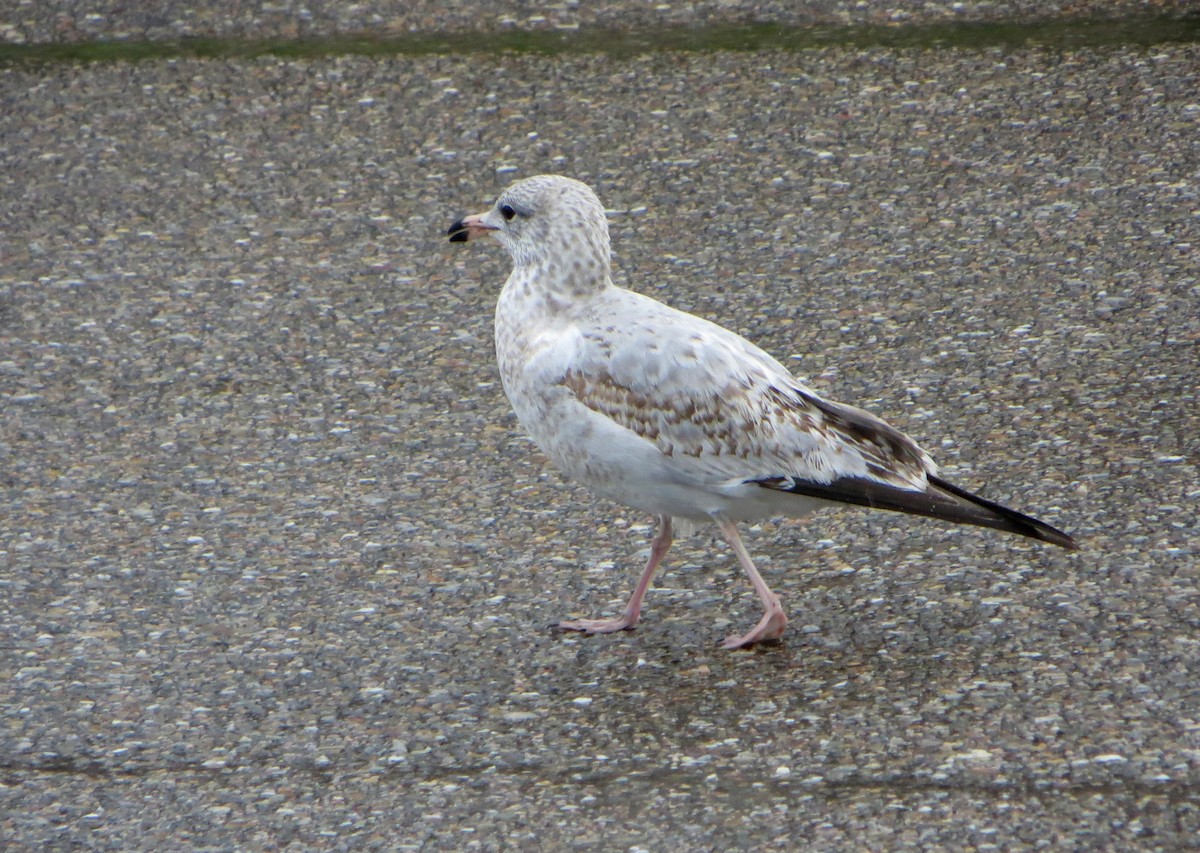 Gaviota de Delaware - ML612710818