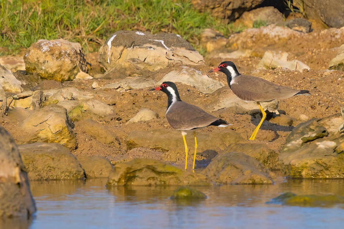 Red-wattled Lapwing - ML612711075