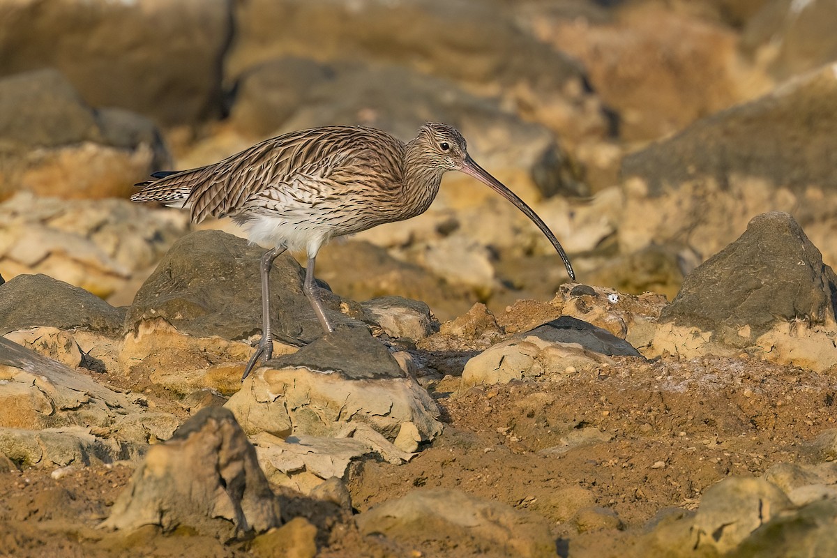 Eurasian Curlew - ML612711093