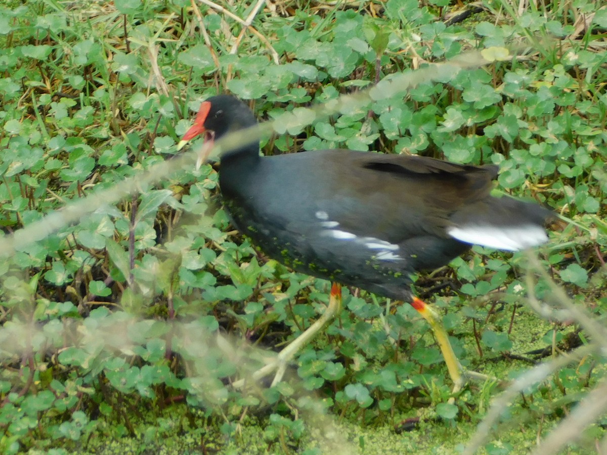 Purple Gallinule - ML612711102