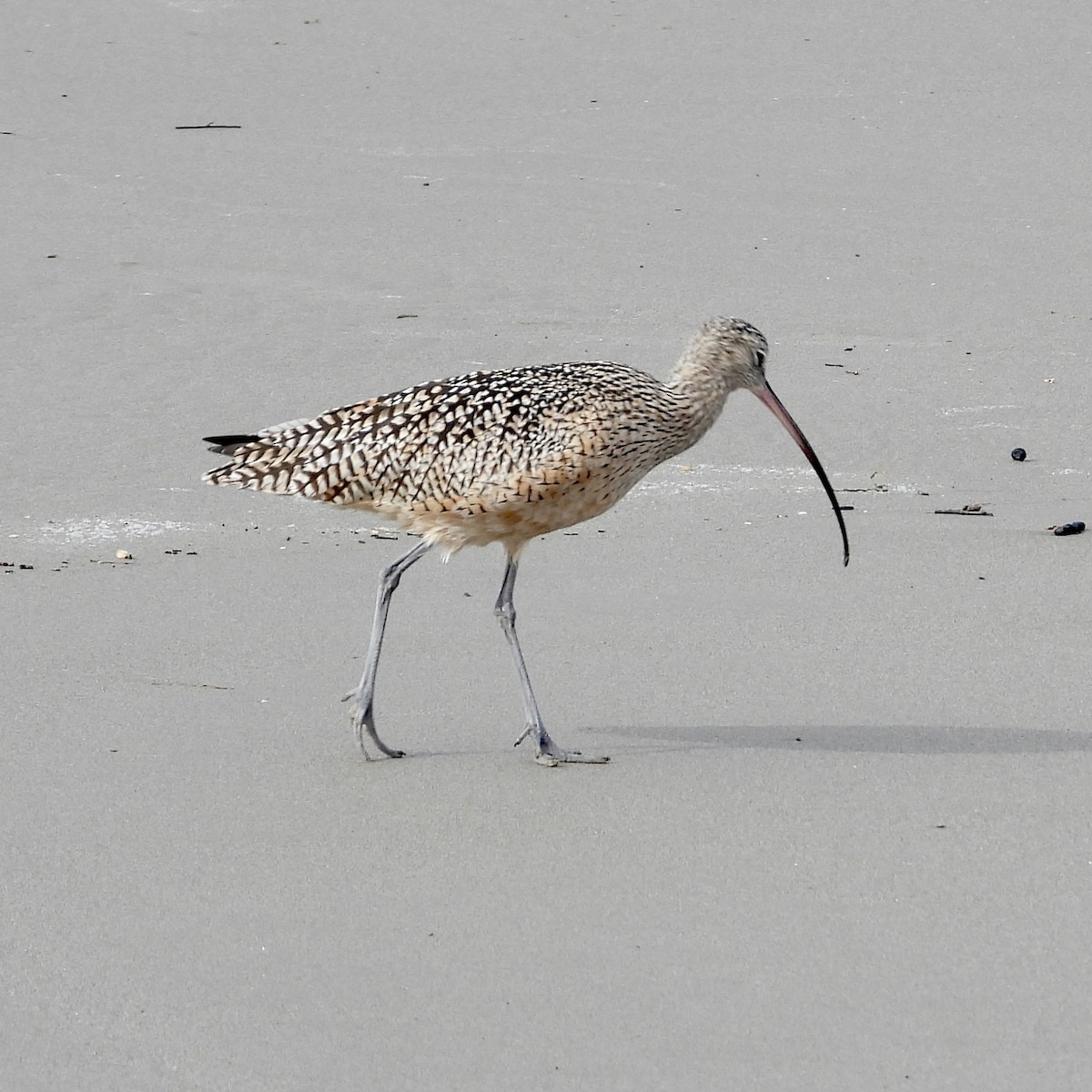 Long-billed Curlew - Heather O'Connor