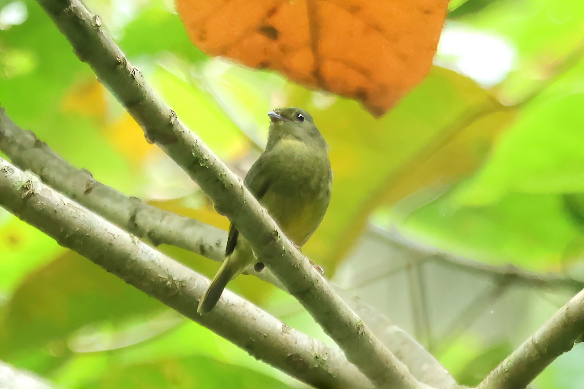 Manakin à ailes d'or - ML612711254