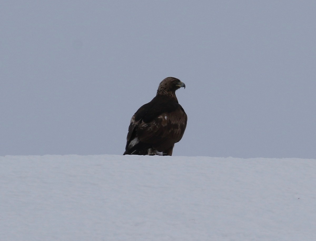 Golden Eagle - ML612711407