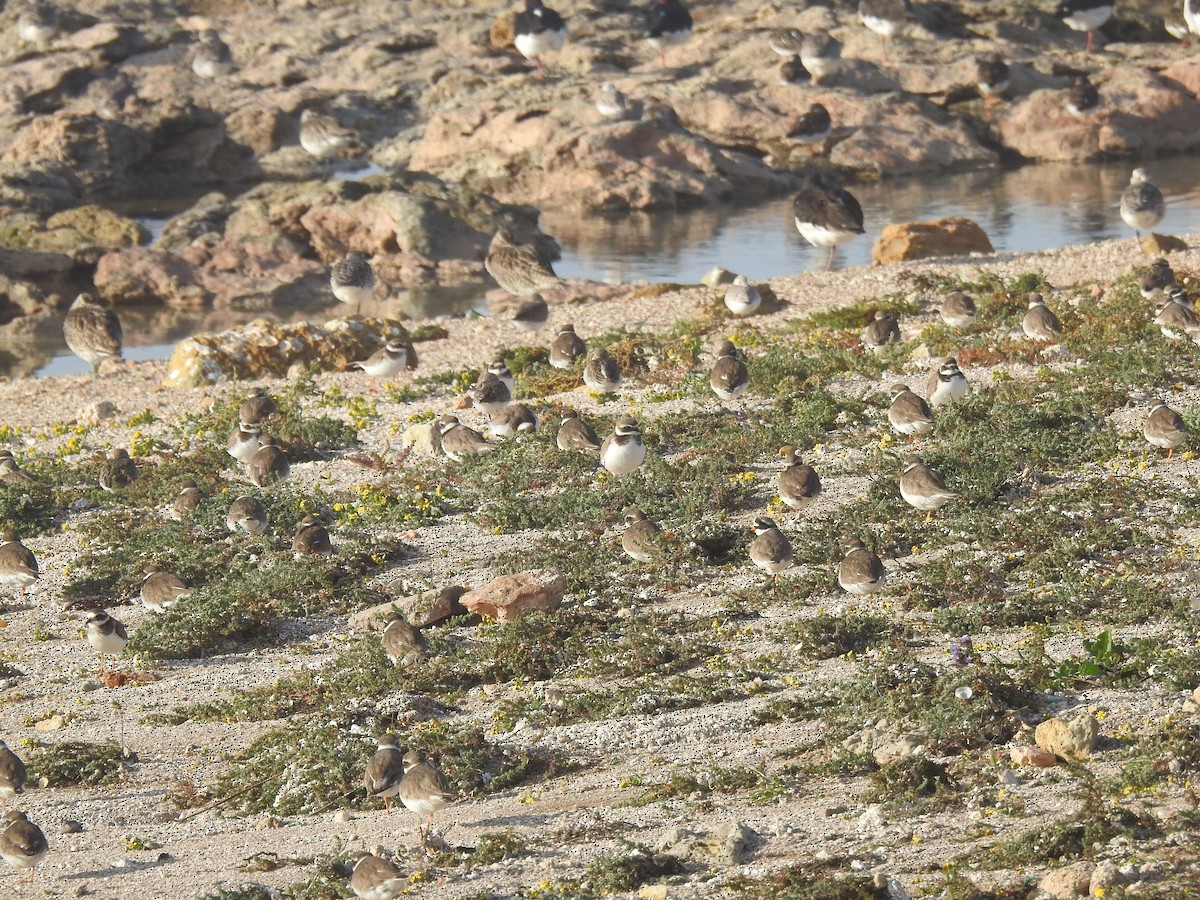 Common Ringed Plover - ML612711460