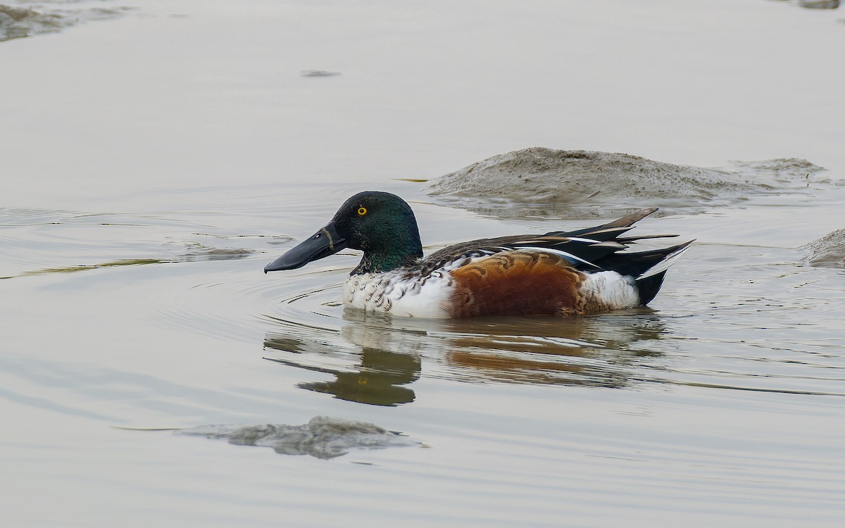 Northern Shoveler - Peter Kennerley