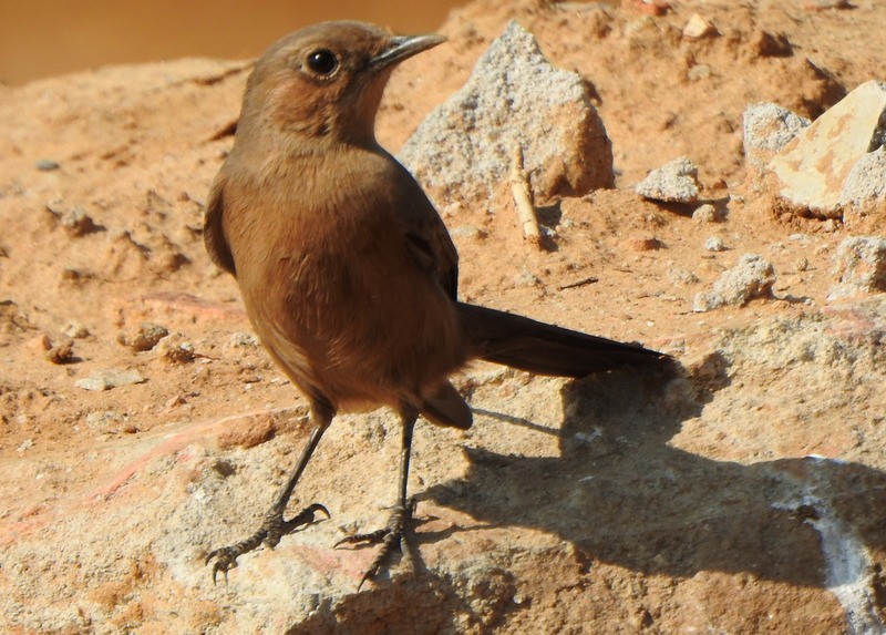 Brown Rock Chat - ML612711500