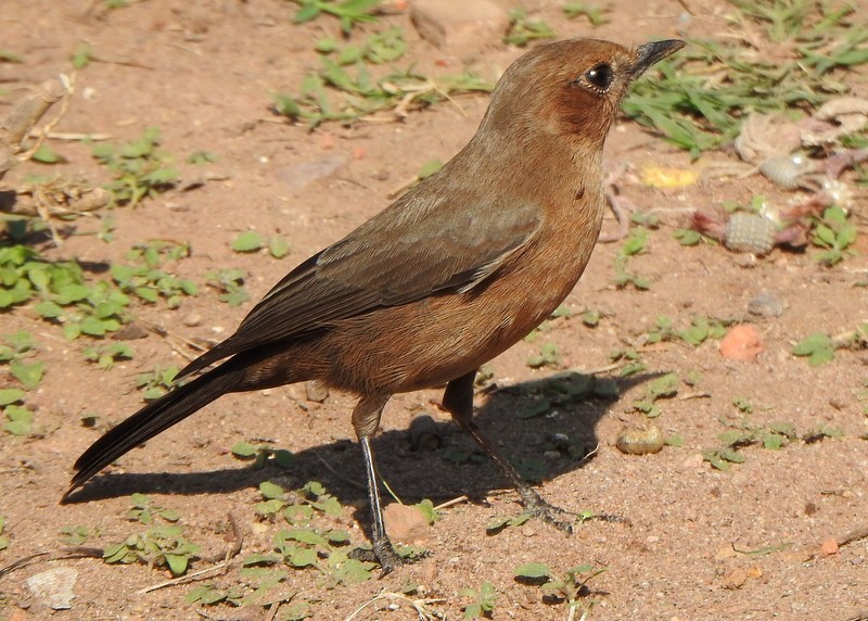 Brown Rock Chat - ML612711501