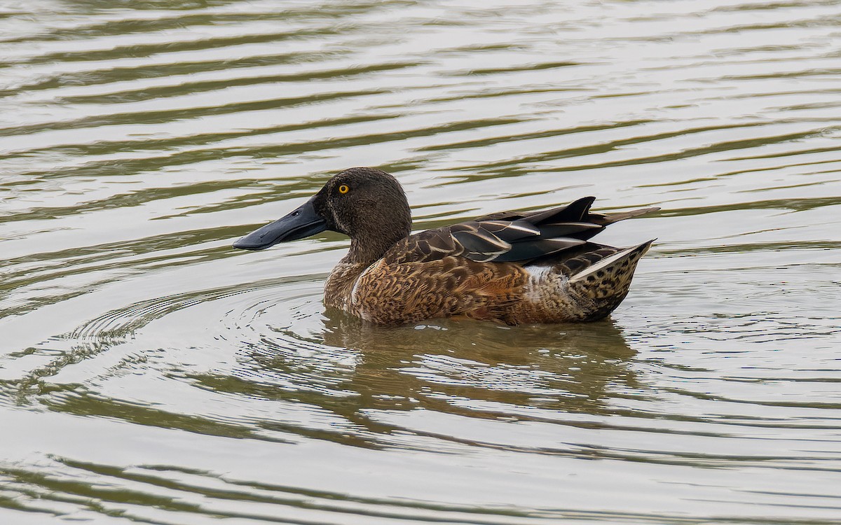 Northern Shoveler - ML612711543