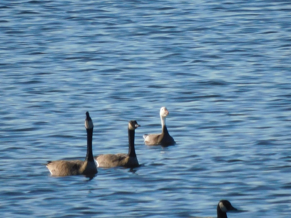 Snow Goose - ML612711613