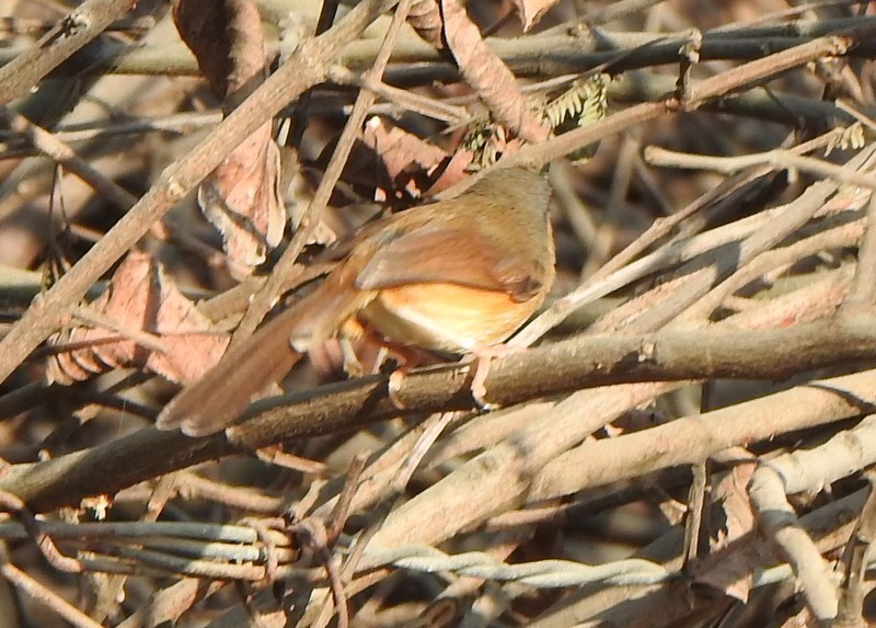 Ashy Prinia - ML612711623