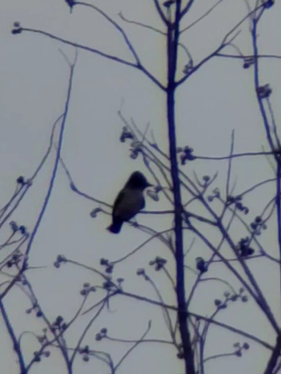 Ash-throated Flycatcher - Jane Spinney