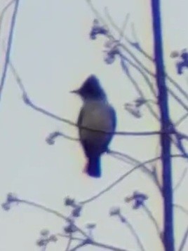Ash-throated Flycatcher - Jane Spinney