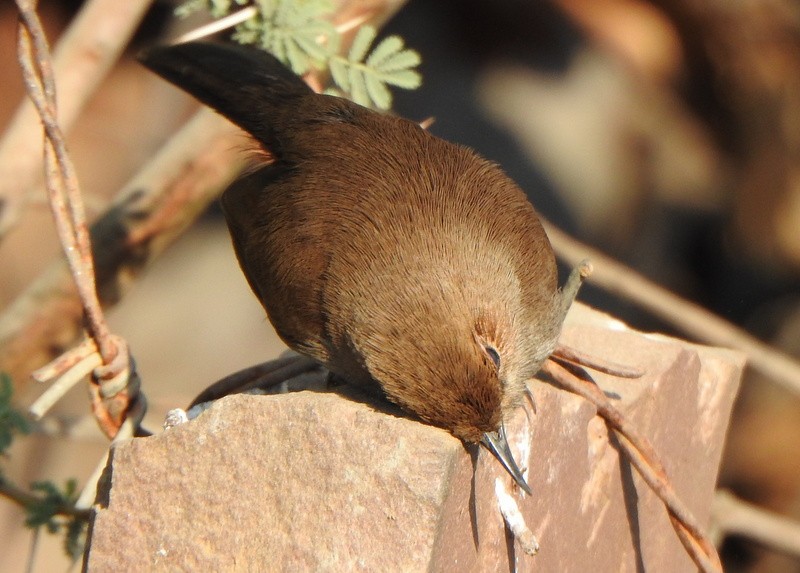 Indian Robin - ML612711633