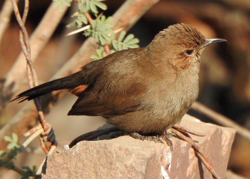 Indian Robin - ML612711634