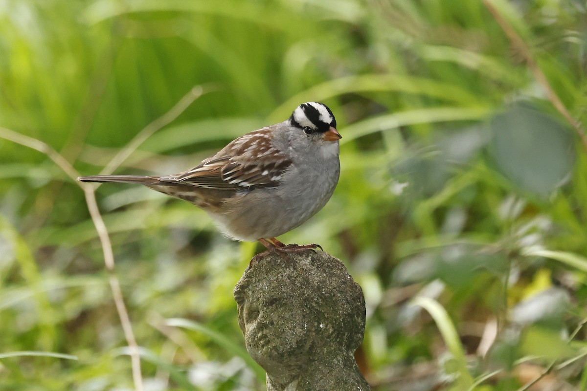 White-crowned Sparrow - ML612711657